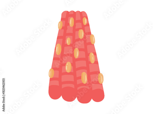 Striated or Skeletal Muscle Cell
