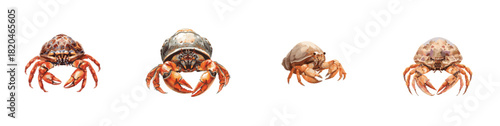 Watercolor hermit crab set isolated on white background
