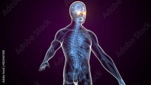 Photos Yellow colour male eyes anatomy. 3d render