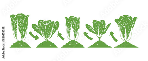 Chinese cabbage. The cycle of growth. Progression of the harvest. Vector illustration
