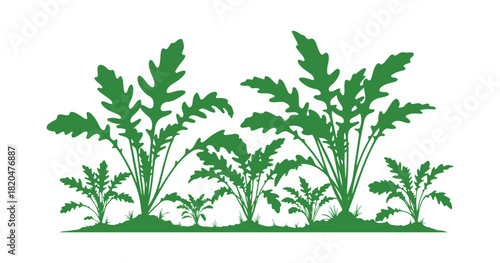 Rucola leaves are flourishing in the vegetable patch. Vector illustration


