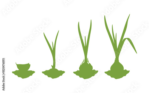 Dirtgreen garlic lined up, standing out against a white backdrop.

