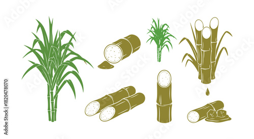 Sugarcane Crop Stages. The sugar cane plant is grown for sugar production. Saccharum. A vector flat illustration that shows the progression of growth.