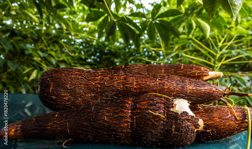 Cuadro en lienzo Cassava root on a plastic table with the manioc plantation on the farm in Brazil