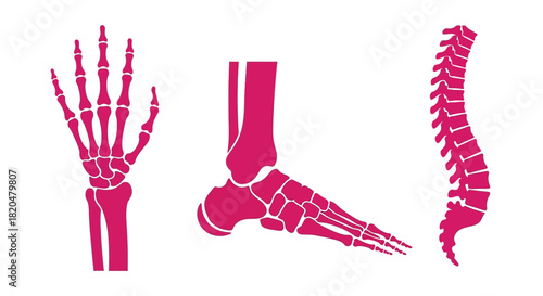 Human anatomy bones skeletal system hand foot spine medical illustration