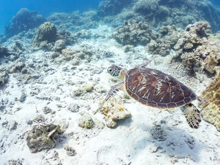 Crédence de cuisine  ゆったり泳ぎ息継ぎするアオウミガメ, Green Turtle, Green Sea Turtle, Chelonia mydas, ウミガメ科, 美しいサンゴ礁と熱帯魚の群れ。 安室島嘉比島沖縄県 島尻郡慶良間諸島座間味島-2025 サンゴの産卵があり卵が漂う。沖縄本島から40km西方の諸島。30以上の島嶼群全体が国立公園に指定。珊瑚礁の青い海と白い砂浜は世界屈指の美しさ。貴重な動植物.  © d3_plus