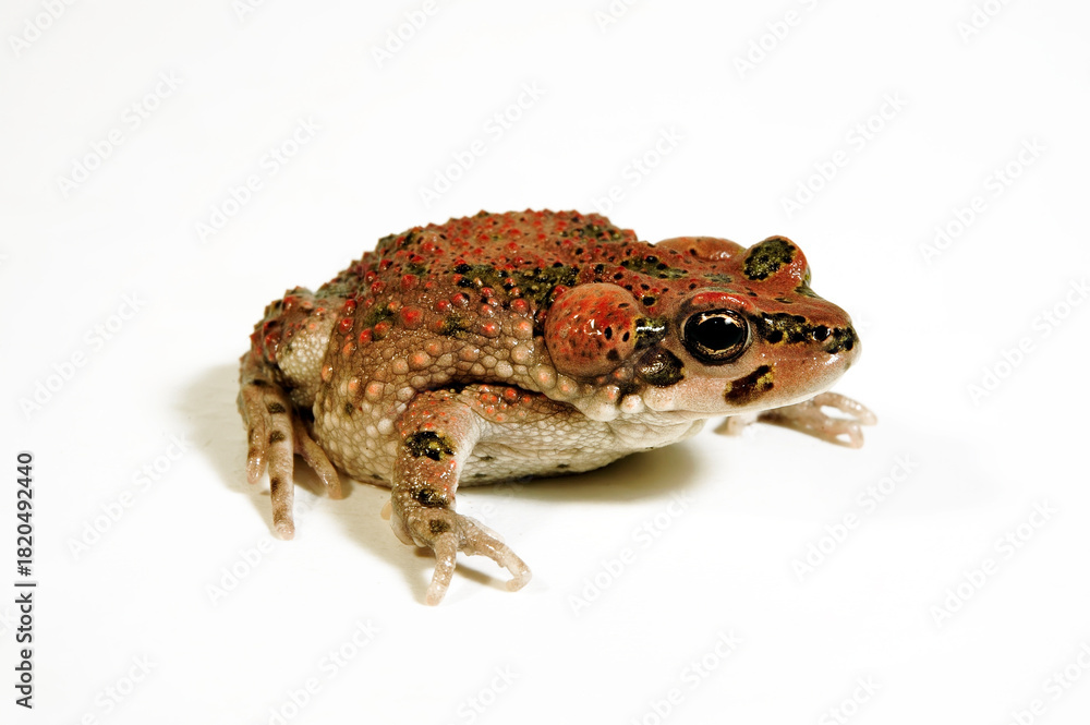 Fototapeta premium Atlaskröte // Brongersma's toad, Tiznit toad (Barbarophryne brongersmai) - Marokko