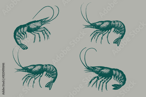 Vintage shrimp isolated vector illustration. Retro engraving for a menu of fish restaurants, for packaging in markets and in stores. Eps 10