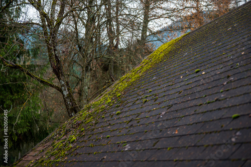 Moss growing on an old shingle roof in a forested area with bare trees in the background