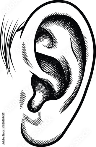 Ear anatomy drawing black and white sketch human ear illustration art eps silhouette