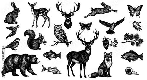 Wildlife forest animals engraving collection