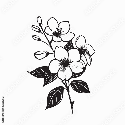 Sampaguita Flower Branch Vector Illustration on white background