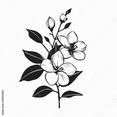 Sampaguita Floral Branch Line Art Vector isolated on white background