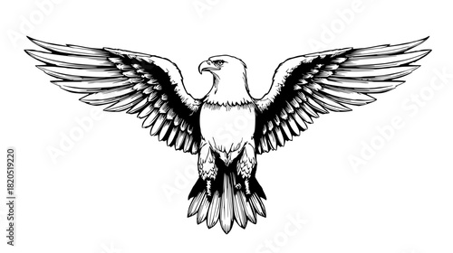 eagle vector illustration