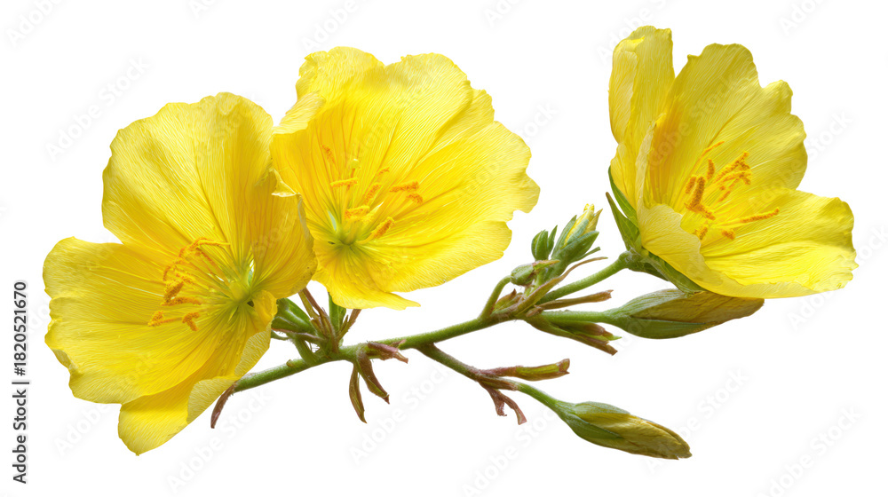 Fototapeta premium Bright yellow evening primrose flowers and buds isolated on a transparent background