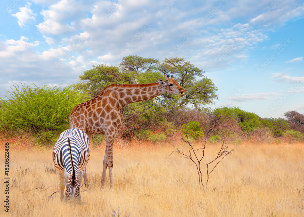 Naklejka premium Herd of zebra grazing in the open savannah with a lone giraffe - Ethosa national park - Namibia, Africa