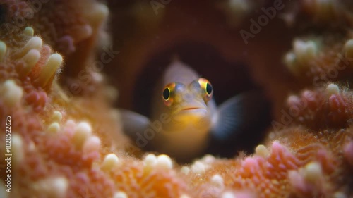 Cinematic macro shot of a tiny blenny peeking out from a coral hole