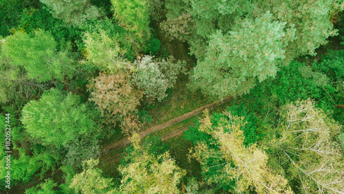 Peaceful trail leading through green trees