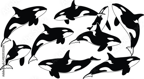 Orca whale pod vector illustration black and white marine animal design eps silhouette