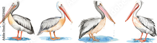 A watercolor illustration of a pelican set, featuring a long pink beak, gray and white plumage, and orange legs, with water droplets.