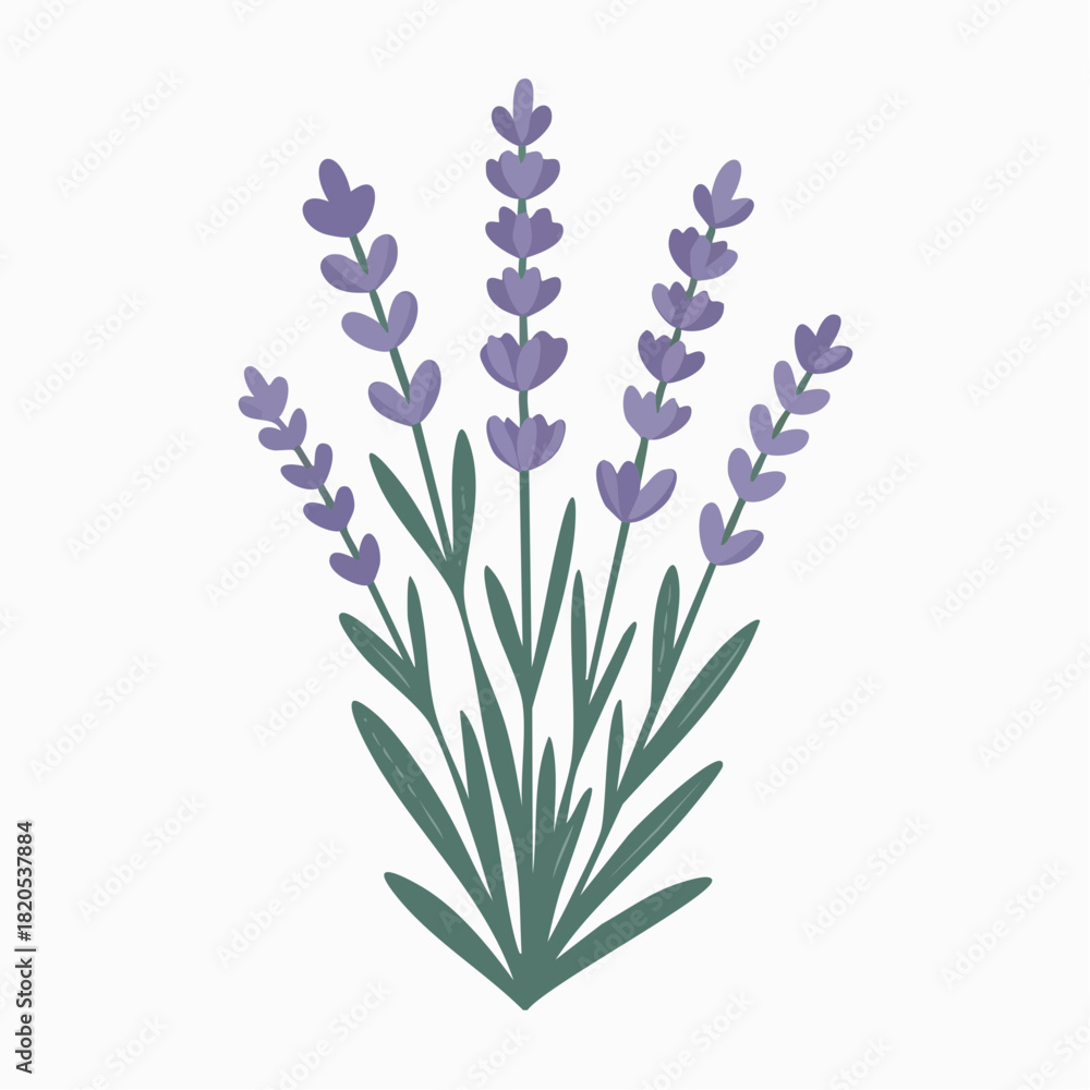 Obraz premium Stylized illustration of a lavender flower bouquet with purple blossoms and green leaves on a white background.