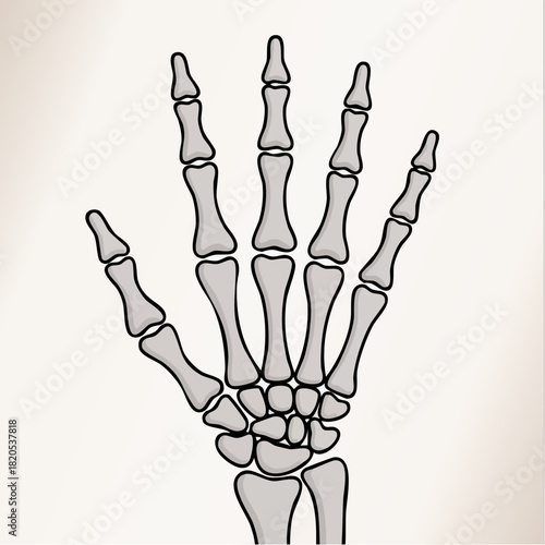 Detailed illustration of a human hand skeleton showing carpals, metacarpals, and phalanges.