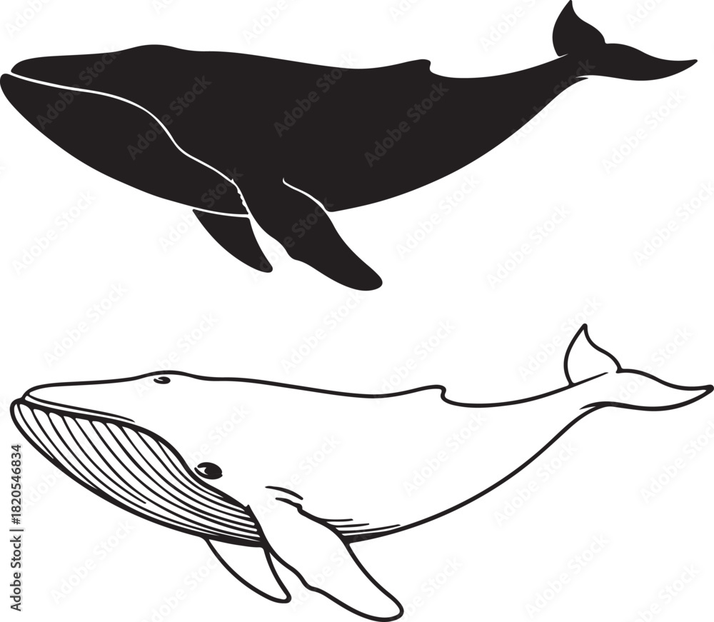 Fototapeta premium Silhouette and outline of two whales swimming illustration on transparent background