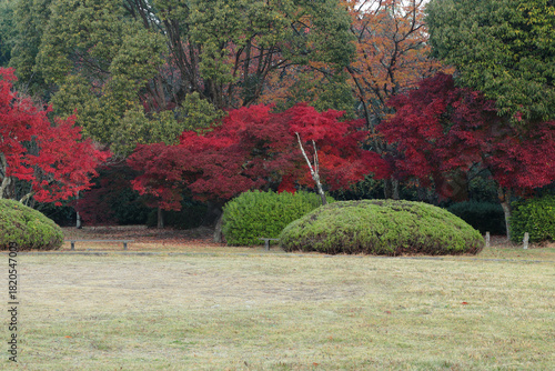 京都　赤く色付いたモミジ
