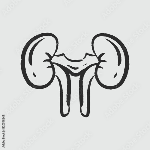 Illustration of an Handdrawn Doodle Human Organ kidney