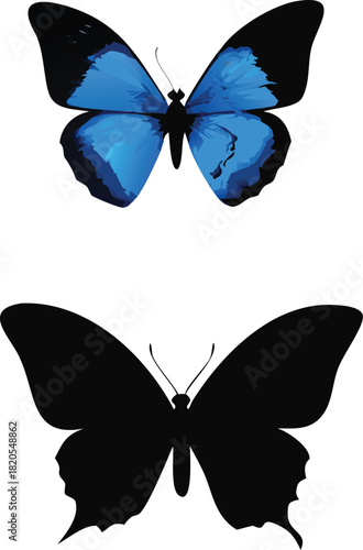 A striking blue morpho butterfly and its contrasting silhouette against a white backdrop