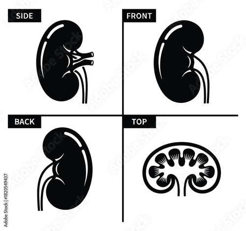 Anatomical kidney illustration. Human organ. Internal anatomy. Body part. Medical poster. Health care element.