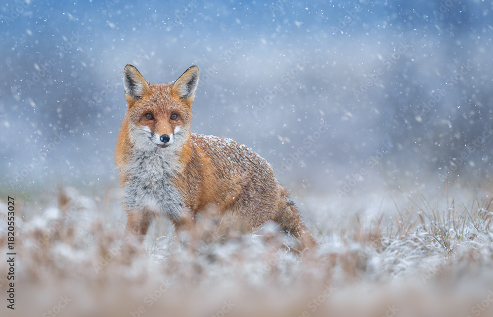 Obraz premium Red fox ( Vulpes vulpes ) in winter scenery