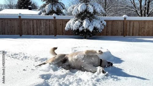 A playful yellow labrador dog enjoying a snowy backyard on a sunny winter day.