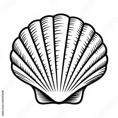 Detailed black and white line art illustration of a scallop seashell, showcasing its ribbed texture and classic fan shape, perfect for marinethemed designs