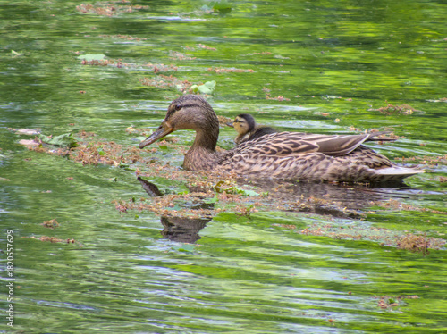 Adorable mallard duckling swiming beside his mother in sunny green pond. Heartwarming wildlife family moment, pure cuteness.