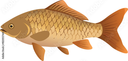 A detailed illustration depicts a golden brown carp swimming gracefully in a neutral