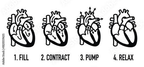 Heart cycle diagram: fill, contract, pump, relax. Blood flow illustration and cardiac function stages.