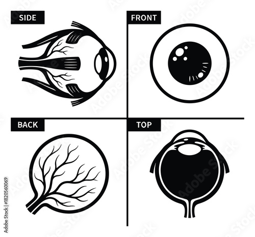 Human eye views from different angles. Side, front, back, and top eye anatomy.