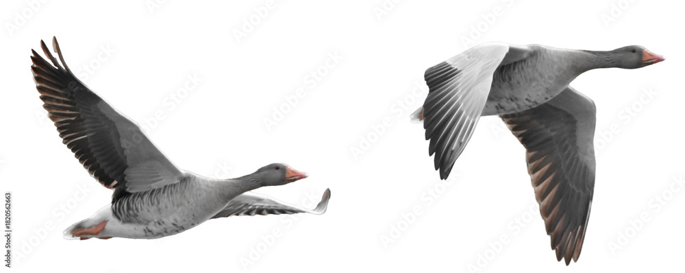 Obraz premium two separate flying greylag geese (anser anser) shown against a gray background