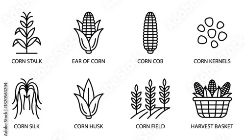 Outline icons of corn plant parts and agriculture elements. Stalk, ear, cob, kernels, silk, husk, field, basket.