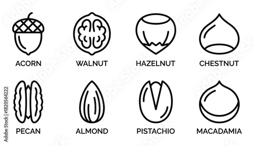 Outline nut icons. Acorn, walnut, hazelnut, chestnut, pecan, almond, pistachio, macadamia symbols.