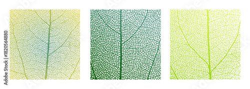 Leaf vein cell skeleton texture abstract background set with close up plant leaf cells structure pattern vector illustration. Macro leaf vein skeleton organic lattice natural foliage texture.