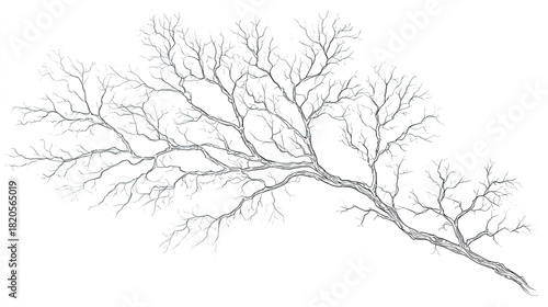 Wallpaper Mural Detailed illustration depicts bare tree branches extending diagonally across a white background Torontodigital.ca