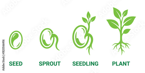 Seed growth stages in agriculture or environmental science, plant life cycle from seed to sprout to seedling to plant.
