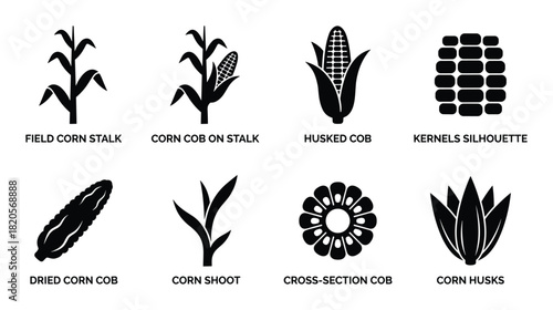 Various corn plant stages and parts in silhouette for agriculture. Stalk, cob, kernels, husks, shoot, cross-section.