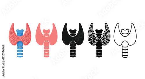Thyroid gland anatomy vector illustration medical diagram health