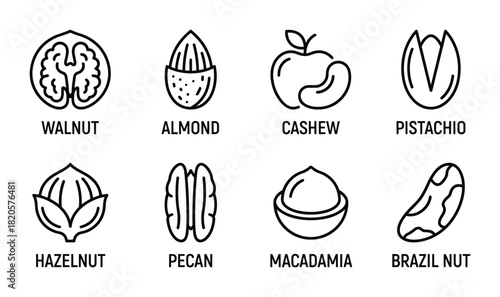 Collection of nut icons. Healthy food symbols. Vector outlines for walnuts, almonds, cashews, pistachios, hazelnuts, pecans, macadamias, and brazil nuts