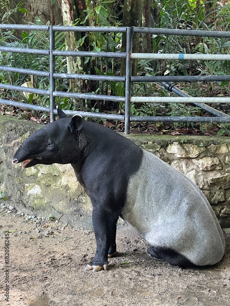 Fototapeta premium A Malayan tapir is sitting and resting inside its zoo enclosure.