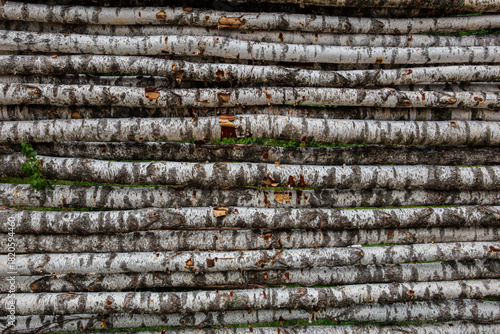 Stack of Birch Logs in Rustic Outdoor Wall Nature Texture Background