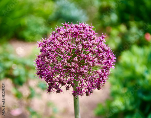 Allium Giganteum (ornamental onion)